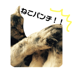 [LINEスタンプ] ほのぼのビビちゃんの日常スタンプ【ねこ】