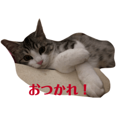 [LINEスタンプ] チロ助スタンプ4