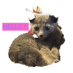 [LINEスタンプ] さーちゃん 猫ちゃん