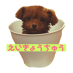 [LINEスタンプ] キャバ嬢わんこ♡めいちゃろ