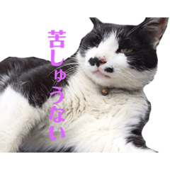 [LINEスタンプ] 野良猫のワルツ
