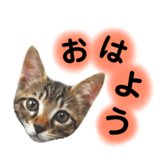[LINEスタンプ] ねこちゃん3姉妹