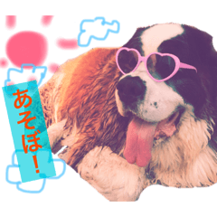 [LINEスタンプ] 犬のドンちゃんのスタンプ2