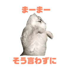 [LINEスタンプ] ペルシャ猫のタロ2