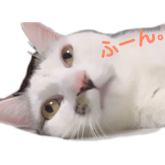 [LINEスタンプ] 猫のうどん