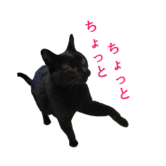 [LINEスタンプ] 可愛いくろ猫ショコたん