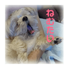 [LINEスタンプ] ラブ＆パピー