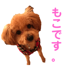 [LINEスタンプ] トイプードルの『もこ』