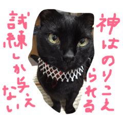 [LINEスタンプ] ねこの名言