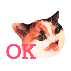[LINEスタンプ] ニャーちゃんのスタンプ
