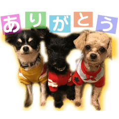[LINEスタンプ] わんわん3姉妹スタンプ