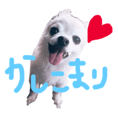 [LINEスタンプ] ゼロ❤️チロスタンプ