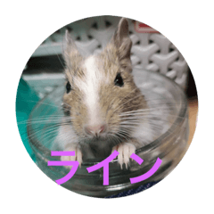 [LINEスタンプ] きゃわたん。