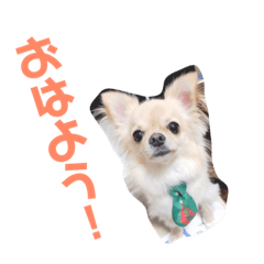 [LINEスタンプ] チワワのハクくん