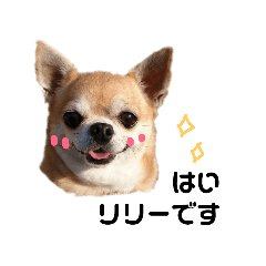 [LINEスタンプ] リリーがゆく