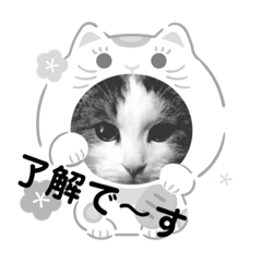 [LINEスタンプ] 我が家の猫（part4）
