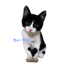[LINEスタンプ] むぎとらこまるんのスタンプ