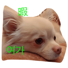 [LINEスタンプ] こころ君 にゃんにょ