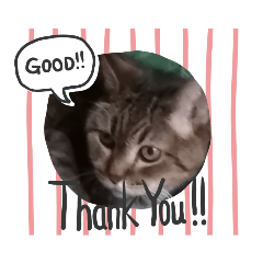 [LINEスタンプ] にゃんにゃん家の猫