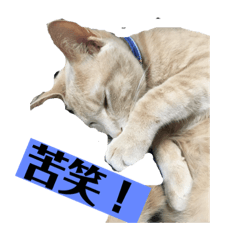 [LINEスタンプ] もなかの中身は白あん