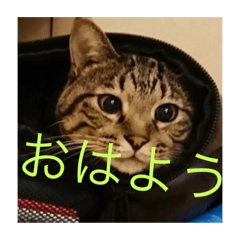 [LINEスタンプ] ポテト写真集 1