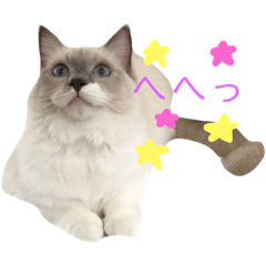 [LINEスタンプ] しゃーちゃん
