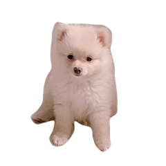 [LINEスタンプ] かわさきポン太