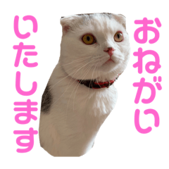 [LINEスタンプ] 垂れ耳ねこのグリコくん③