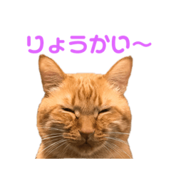 [LINEスタンプ] ちゃとら猫「チャボ」 