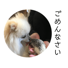 [LINEスタンプ] ぽめぽめスタンプ