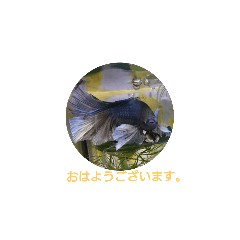[LINEスタンプ] ベタさんたち5