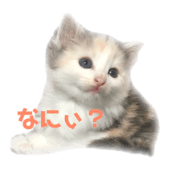 [LINEスタンプ] かわいい猫スタンプ①