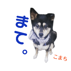 [LINEスタンプ] 黒柴犬こまち