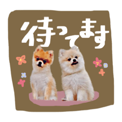 [LINEスタンプ] ポメラニアン・ラプソディ