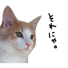 [LINEスタンプ] にゃんだかんだ偉そうな猫。