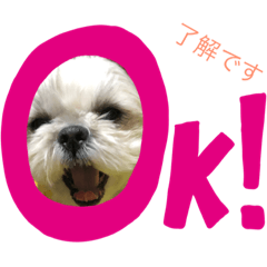 [LINEスタンプ] いぬ達 LMO