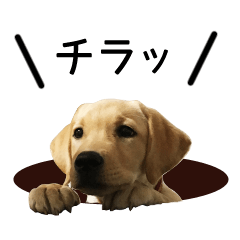[LINEスタンプ] レトリバー犬「ペン」のスタンプ