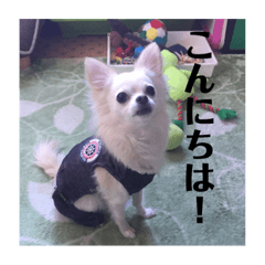 [LINEスタンプ] チワワの日常 その1