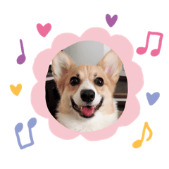 [LINEスタンプ] コーギーひまちゃんスタンプ