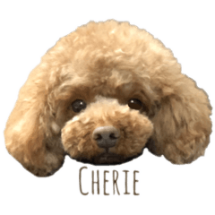 [LINEスタンプ] トイプードルCherieスタンプ