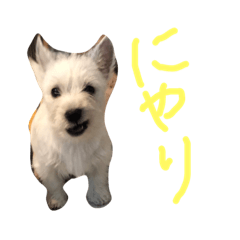 [LINEスタンプ] こたろった（小太郎とロッタ）