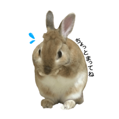 [LINEスタンプ] ちーたそスタンプ