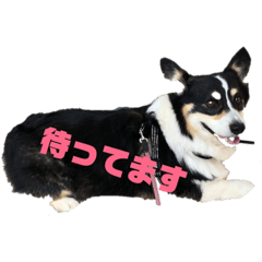 [LINEスタンプ] 黒コーギー犬のアイル君