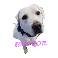 [LINEスタンプ] アンディちゃんスタンプ