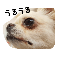 [LINEスタンプ] チワワのカリン