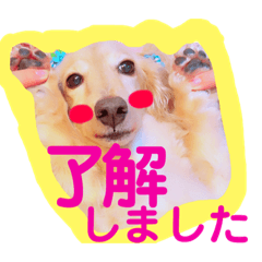 [LINEスタンプ] バディーの日常( U ・ᴥ・)