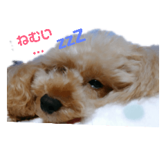 [LINEスタンプ] トイプードルののほほ～んな日常