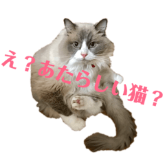 [LINEスタンプ] 猫ときどき犬とチンチラPart1