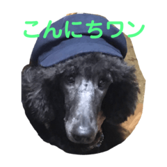 [LINEスタンプ] スタンダードプードルななちゃん一家