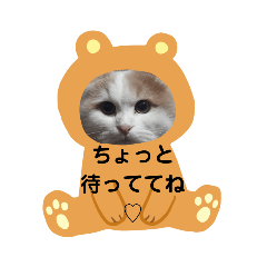 [LINEスタンプ] にゃんスタ☆スコ